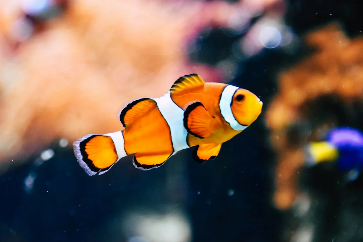 Aquarium als Bild für Zoo-Fachmärkte